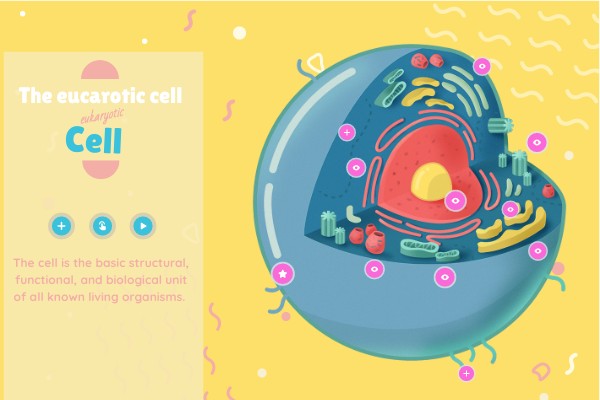 The eukaryotic cell