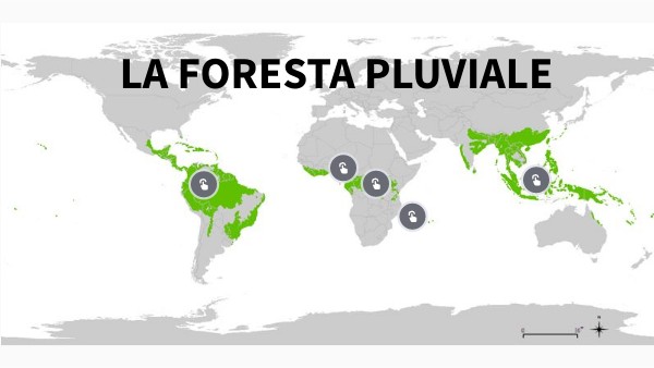 Copia - FORESTA PLUVIALE NEL MONDO