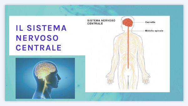 Il sistema nervoso centrale
