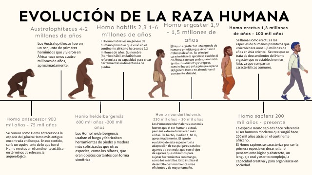 ETAPAS DE EVOLUCIÓN HUMANA