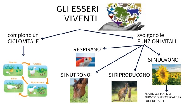 Copia - Gli esseri viventi