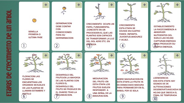 ETAPAS CRECIMIENTO PLANTAS