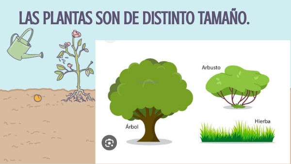 LAS PLANTAS SON DE DISTINTO TAMAÑO