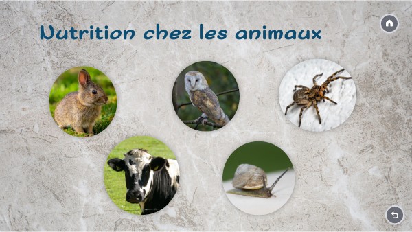 Digestion chez les animaux