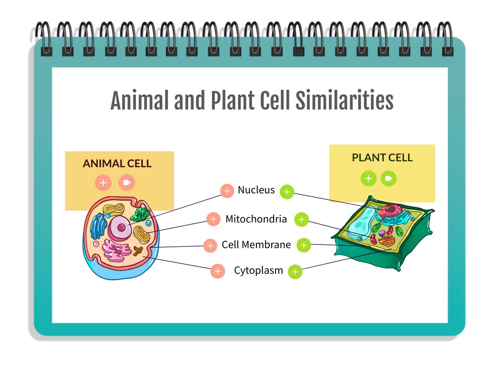 Animal and Plant Cell Similarities