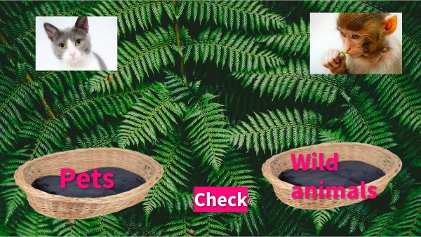 eisy Pets of the week (10/11/14)