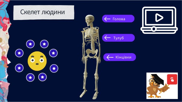 Скелет людини