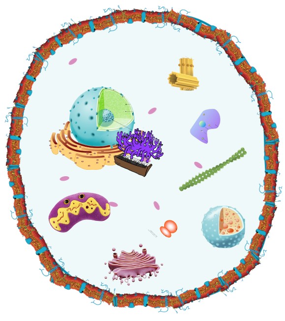 eukariotik cell