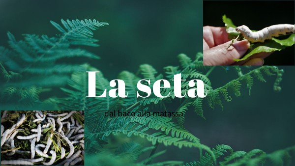 LA SETA