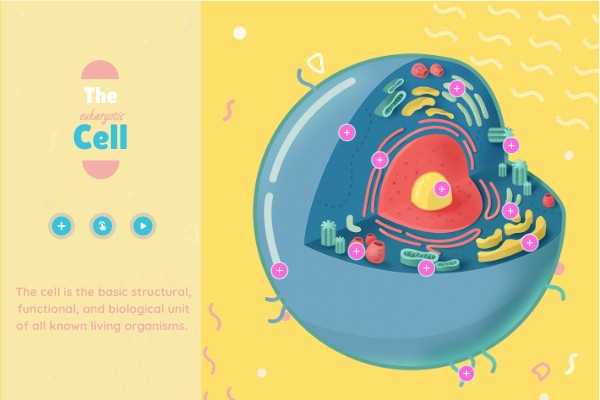 The eukaryotic cell