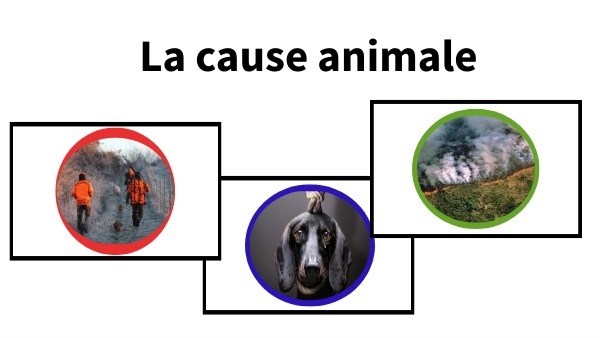 La Cause Animale C’Est Quoi – Définition De La Cause Animale – AFCBA