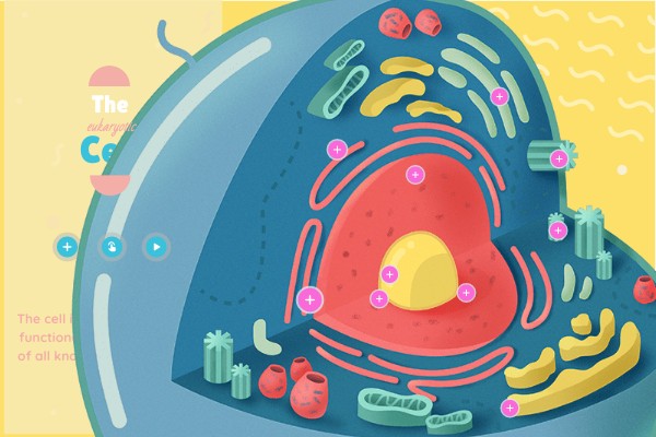 The eukaryotic cell