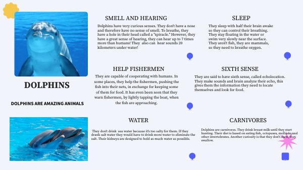Information Text About Dolphins - Infoupdate.org
